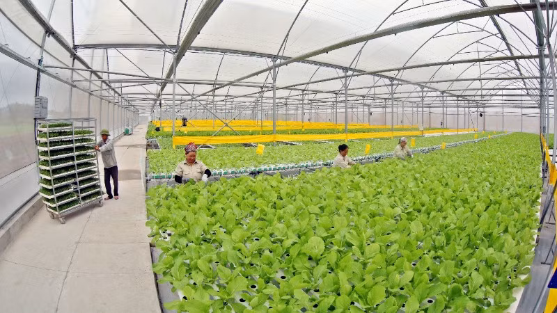 Khu vực trồng rau thủy canh theo công nghệ Israel của nông trường VinEco Tam Đảo. (Ảnh TRẦN AN)