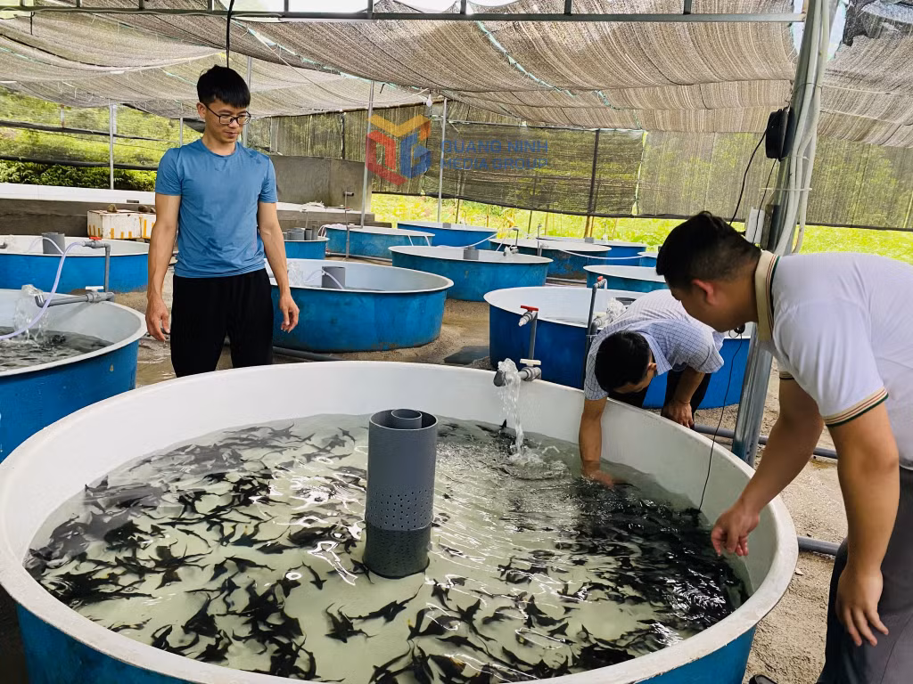 Bể nổi trong nuôi cá tầm nước lạnh có nhiều ưu điểm tận dụng tối đa diện tích, dễ di chuyển.
