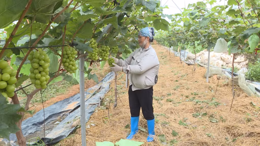 Phường Đông Mai tiếp tục phát triển kinh tế nông nghiệp theo hướng nông nghiệp sinh thái, nông thôn hiện đại.
