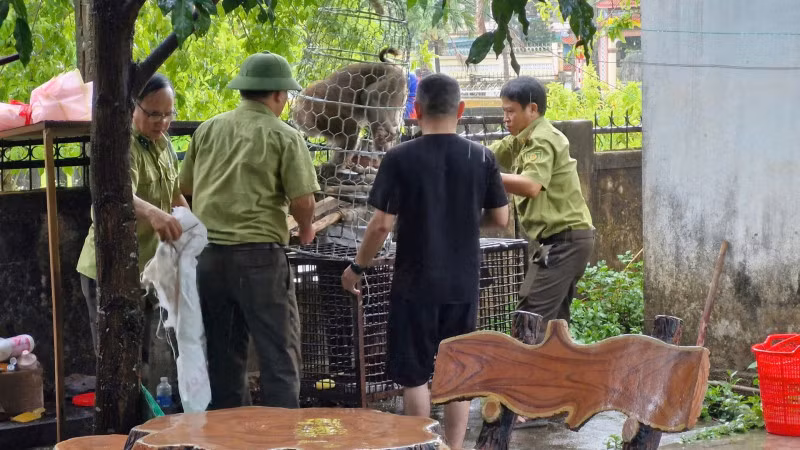 Lực lượng chức năng tiến hành vây bắt thành công con khỉ đuôi lợn tấn công người (ảnh ctv).