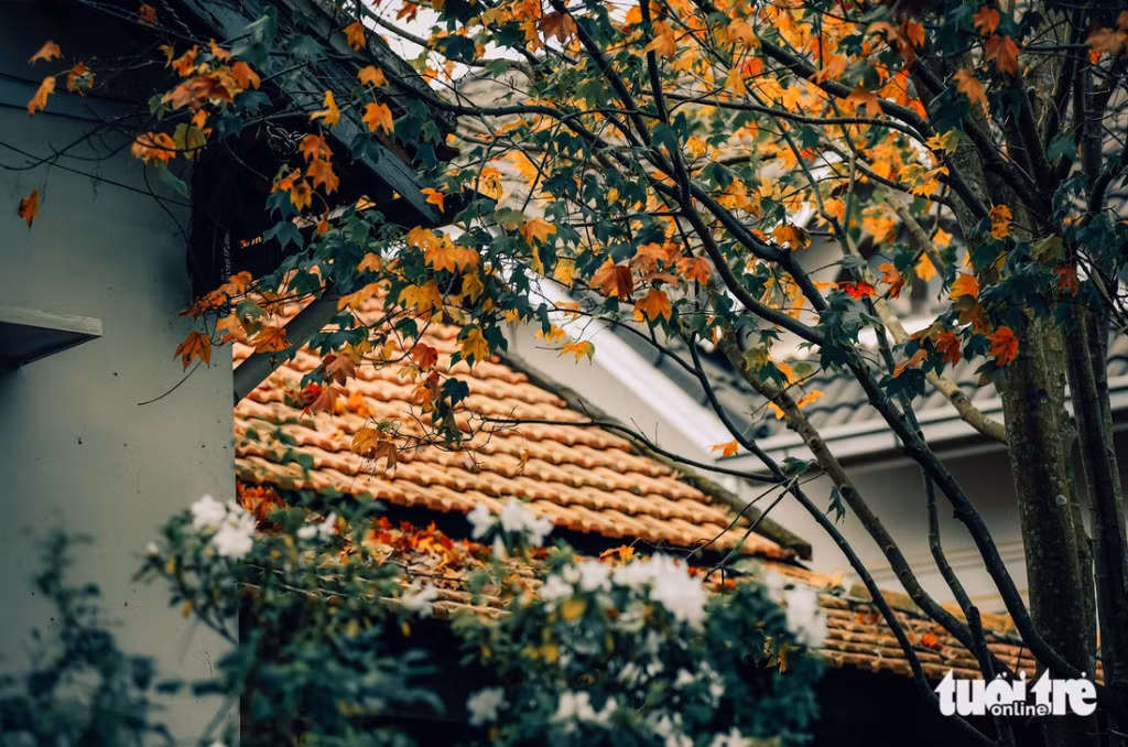 Những cây phong nhiều năm tuổi đang chuyển dần sang màu đỏ. Đà Lạt là nơi trồng nhiều cây phong - Ảnh: VĂN PHÚ