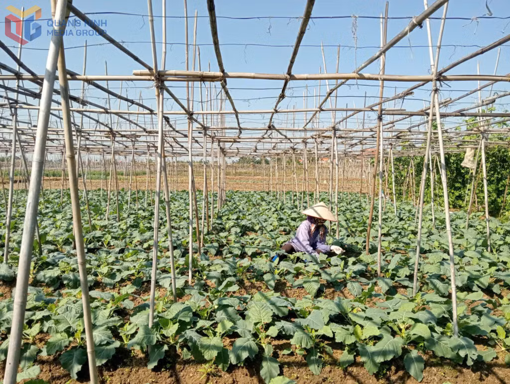 Diện tích rau của gia đình ông Phạm Hào, khu Giếng Sen, phường Quảng Yên đang sinh trưởng và phát triển tốt.