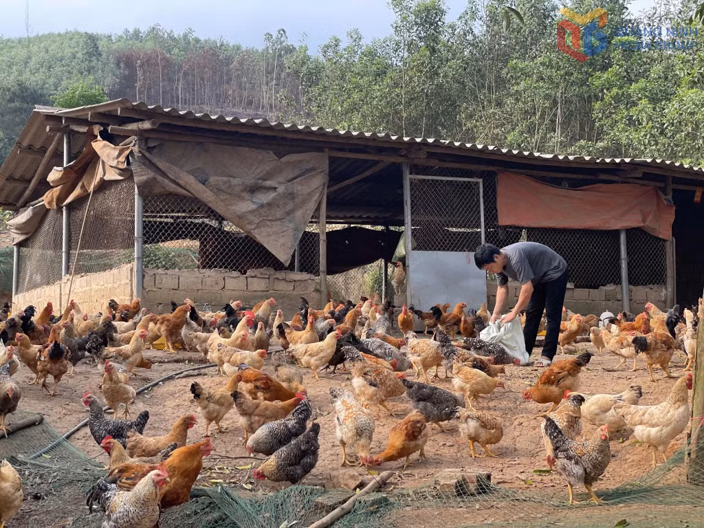 Mô hình nuôi gà của anh Bế Văn Lỵ, xã Tiên Yên.