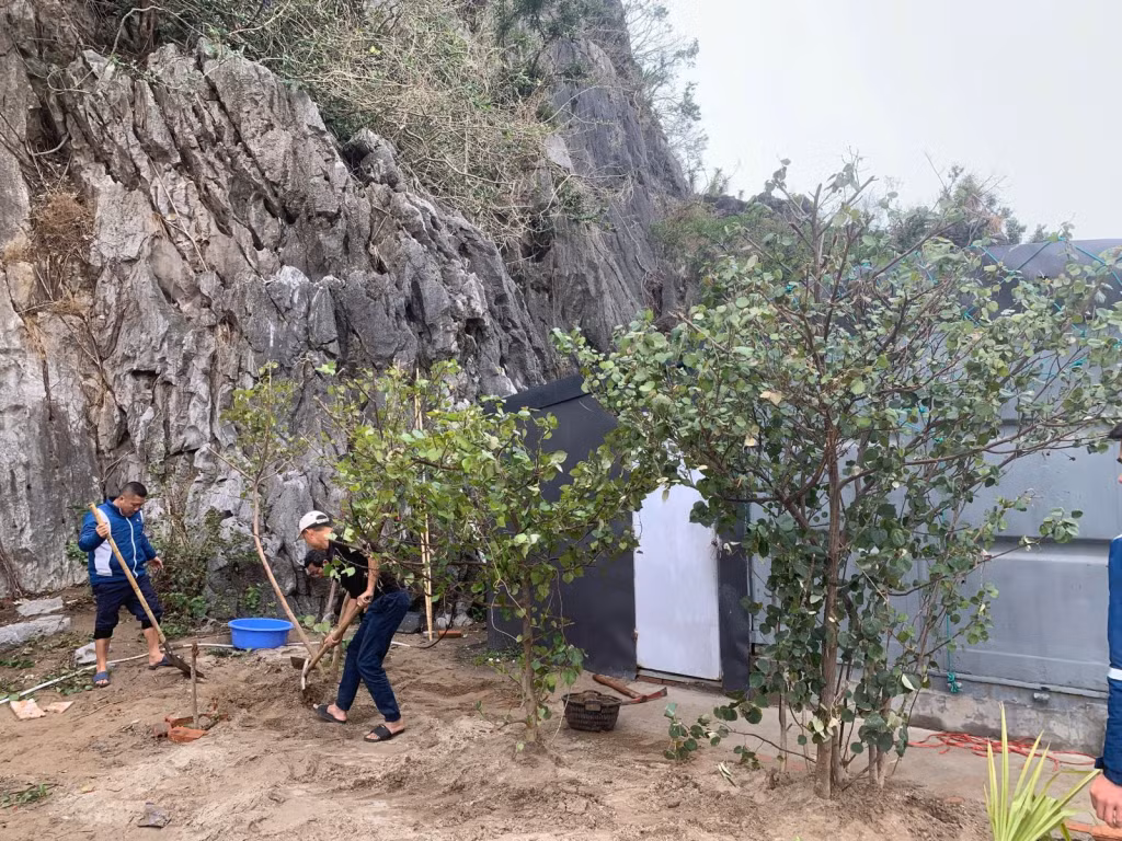 Nhân viên Ban Quản lý Di sản thế giới Vịnh Hạ Long - Yên Tử trồng cây Tra tại khu vực hang Cỏ, Vịnh Hạ Long. Ảnh: Đơn vị cung cấp