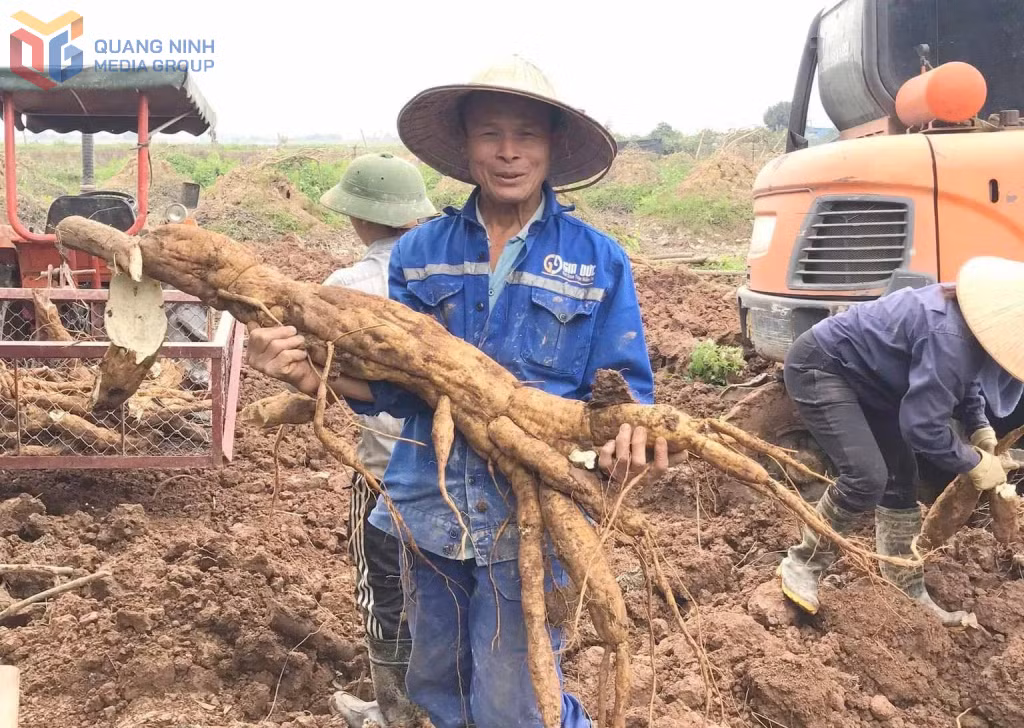 Ông Nguyễn Đình Duyệt (khu La Dương, phường Đông Triều) phấn khởi khi thu hoạch sắn dây. Ảnh: HND phường Đông Triều.