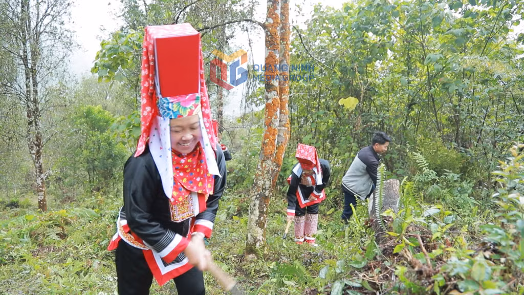 Người dân xã Hoành Mô chăm sóc rừng trồng.