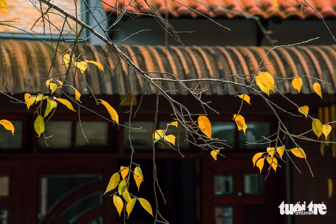 Lá mai anh đào chuyển màu chờ mùa hoa đến - Ảnh: VĂN PHÚ