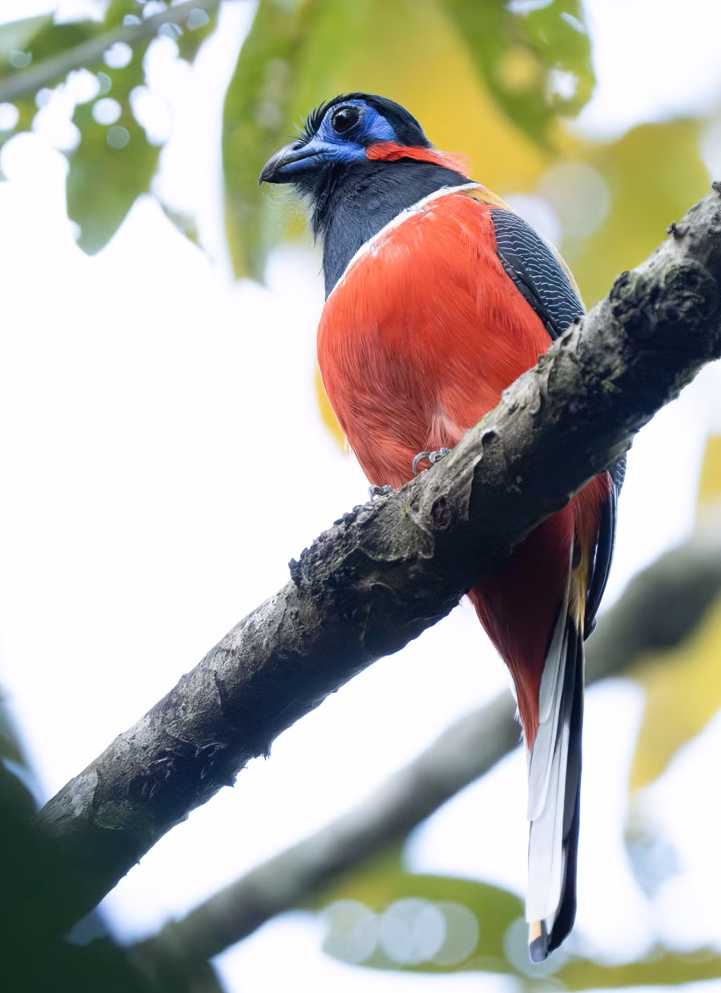 Chim nuốc đỏ, một loài quý hiếm và rực màu của Borneo