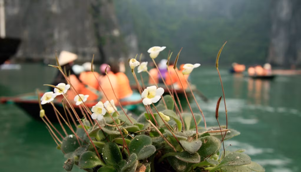 Cầy ri một cặp - một loài thực vật đặc hữu trên Vịnh Hạ Long. Ảnh: Phạm Lê Minh (CTV)