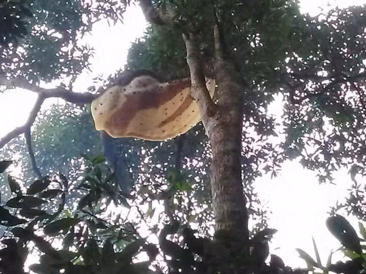 Ong về làm tổ nơi trong thiên nhiên rừng Đồng Sơn - Kỳ Thượng.