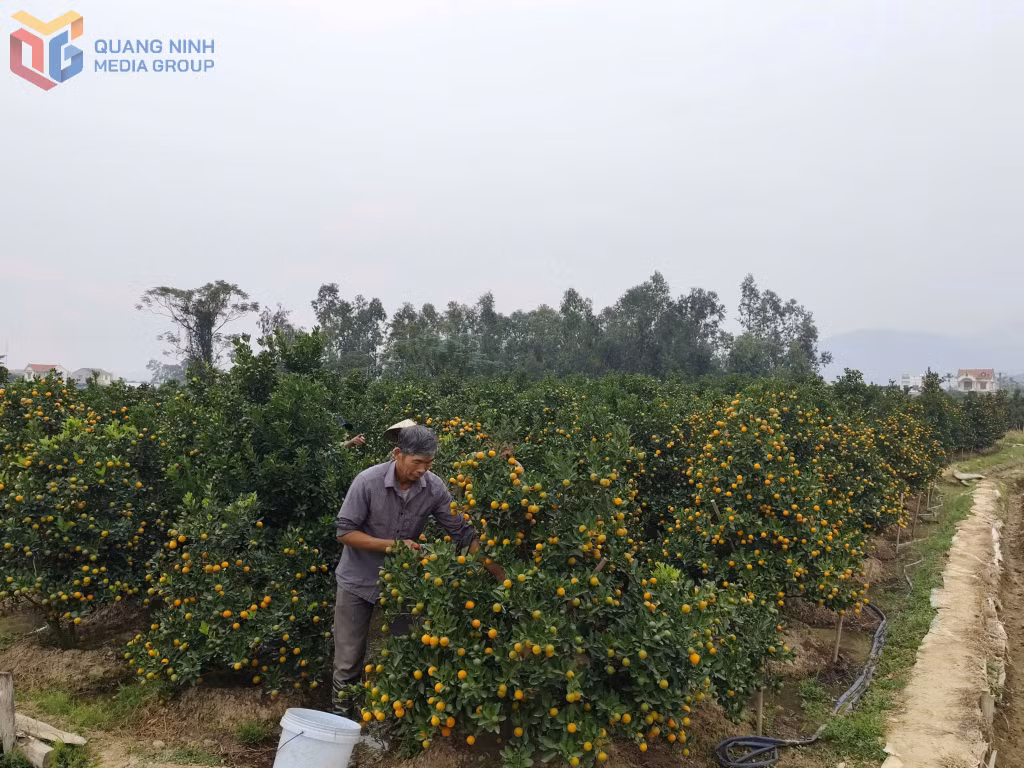 Ông Nguyễn Viết Tấn (thôn Đồng Đò, phường Bình Khê) chăm sóc diện tích quất cảnh của gia đình.