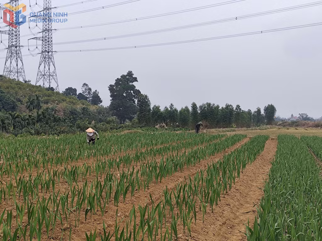 Người dân khu Ninh Bình, phường Bình Khê chăm sóc diện tích hoa phục vụ dịp Tết Nguyên đán 2026.