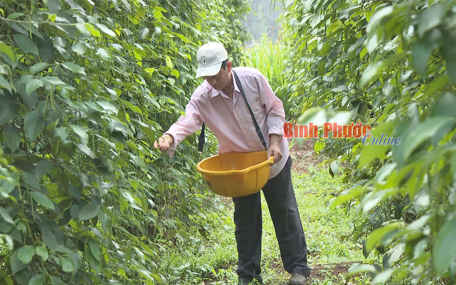 Bón phân, chăm sóc hợp lý là cách để những nông dân trồng tiêu ổn định năng suất vườn