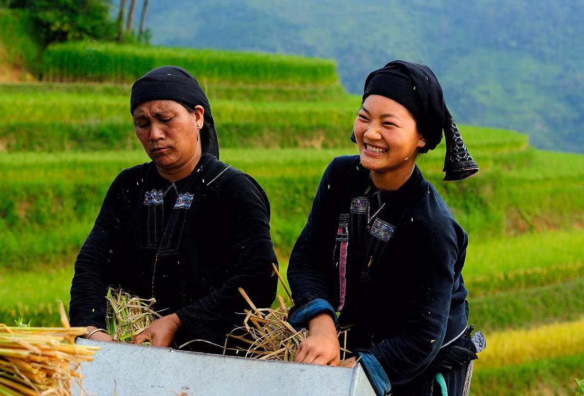 Người phụ nữ dân tộc La Chí đang tuốt lúa. Ảnh: Ngô Vĩnh Phú