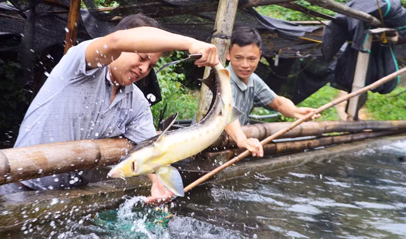 Mô hình nuôi cá nước lạnh được hình thành ở Khe Tiền góp phần nâng cao thu nhập cho người dân.