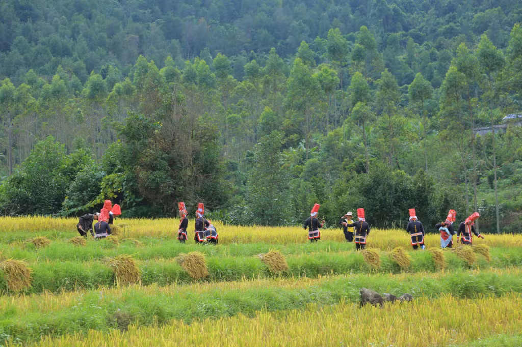 Sắc vàng ruộng lúa cộng với sắc đỏ trang phục truyền thống của đồng bào dân tộc Dao tạo nên bức tranh mùa vàng thêm rực rỡ.