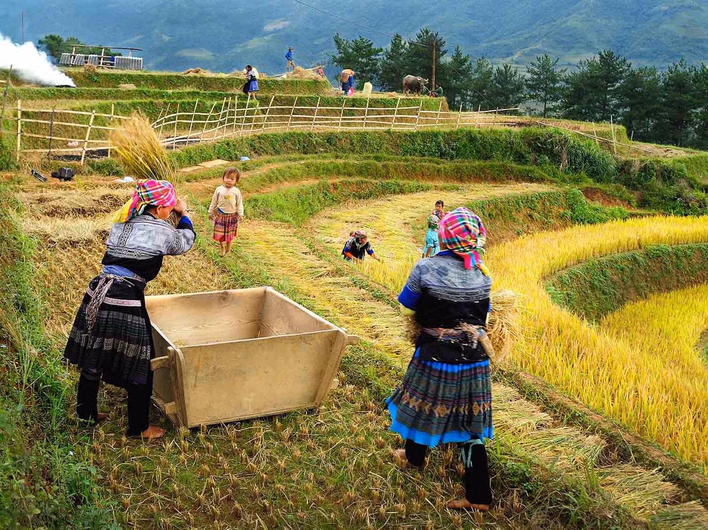 Trong mùa thu hoạch, cộng đồng dân tộc địa phương hợp tác theo nhóm để làm việc trên nhiều cánh đồng khác nhau, một tập tục được gọi là “vần công”. Ảnh: Ngô Vĩnh Phú