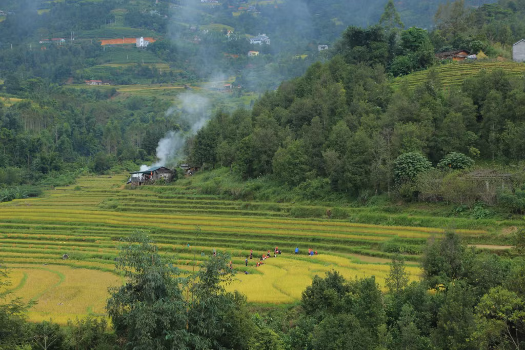 Khung cảnh nên thơ từ những ruộng bậc thang mùa lúa chín vàng ở Bình Liêu.