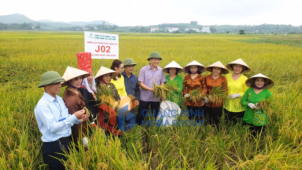 2023-06_Bà con xã Đường Hoa, huyện Hải Hà, chủ động nhân rộng cánh đồng lúa J02. Ảnh: Việt Hoa