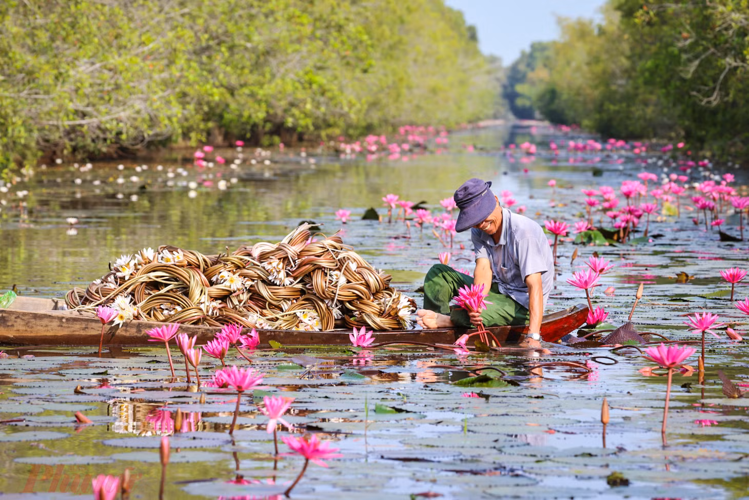 Trải nghiệm nên có tại Tràm Chim? - Đi xuồng ngắm cảnh ở khu du lịch Tràm Chim Đồng Tháp: Là khu đất ngập mặn nên hệ sinh thái thực vật tại Tràm Chim khá khác biệt với những điểm đến khác. Ngồi trên xuồng, bạn sẽ được hướng dẫn viên đưa đến những "miền hoa cỏ" khác nhau, khi là rừng tràm xanh ngát, khi là súng hồng rực rỡ, sen trắng tinh khôi... Có lúc là những tán cây cao vút dày đặc tổ của các loại chim khác nhau...