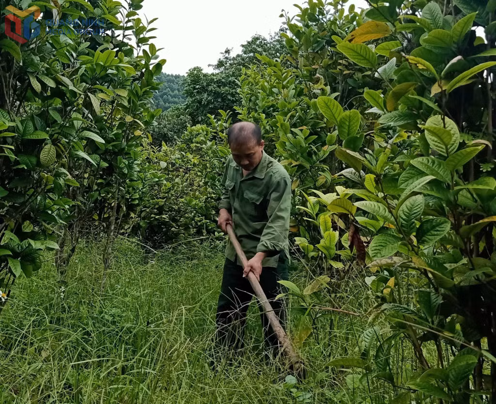 Anh Triệu Kim Vày, Đảng viên sinh hoạt tại Chi bộ thôn Nà Làng, xã Đồn Đạc phát quang thực bì dưới gốc cây trà hoa vàng.