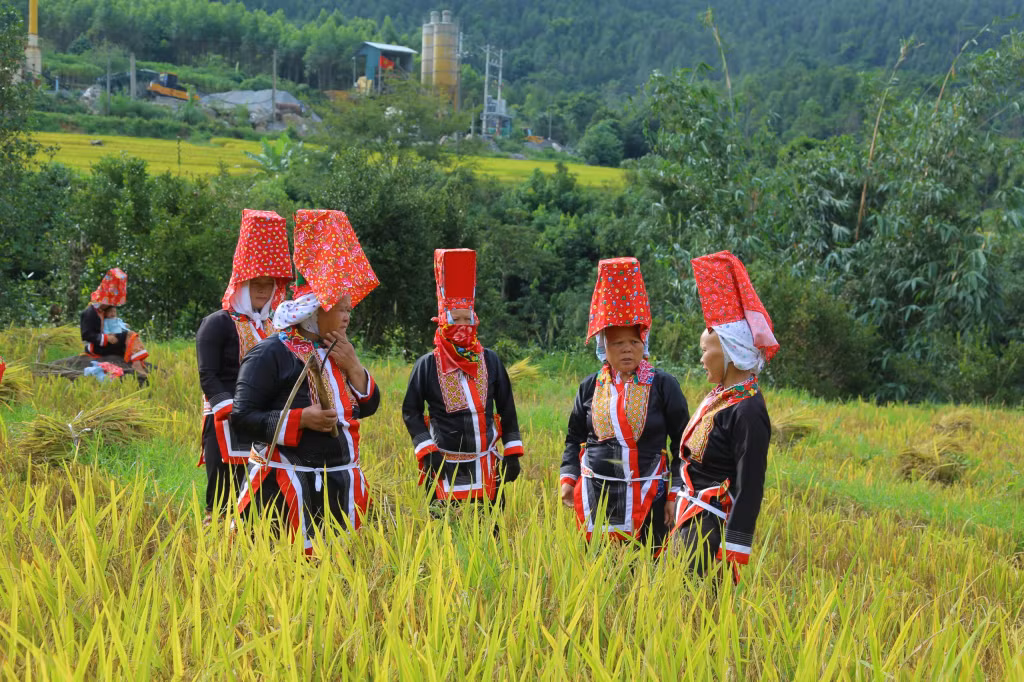 Phút giải lao trên cánh đồng.