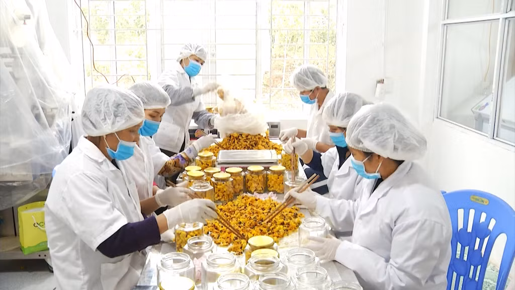Công ty CP Kinh doanh lâm sản Đạp Thanh (huyện Ba Chẽ) áp dụng công nghệ sấy hiện đại để nâng cao giá trị cho sản phẩm chủ lực trà hoa vàng Ba Chẽ. Ảnh tư liệu