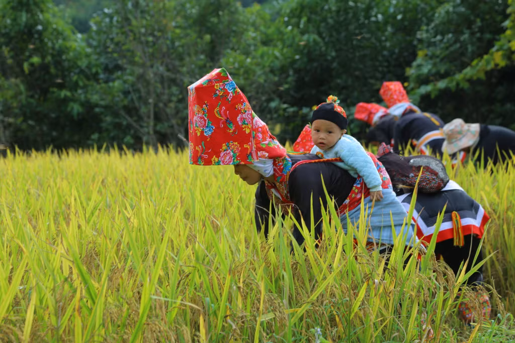 Những em bé theo mẹ ra đồng gặt lúa.