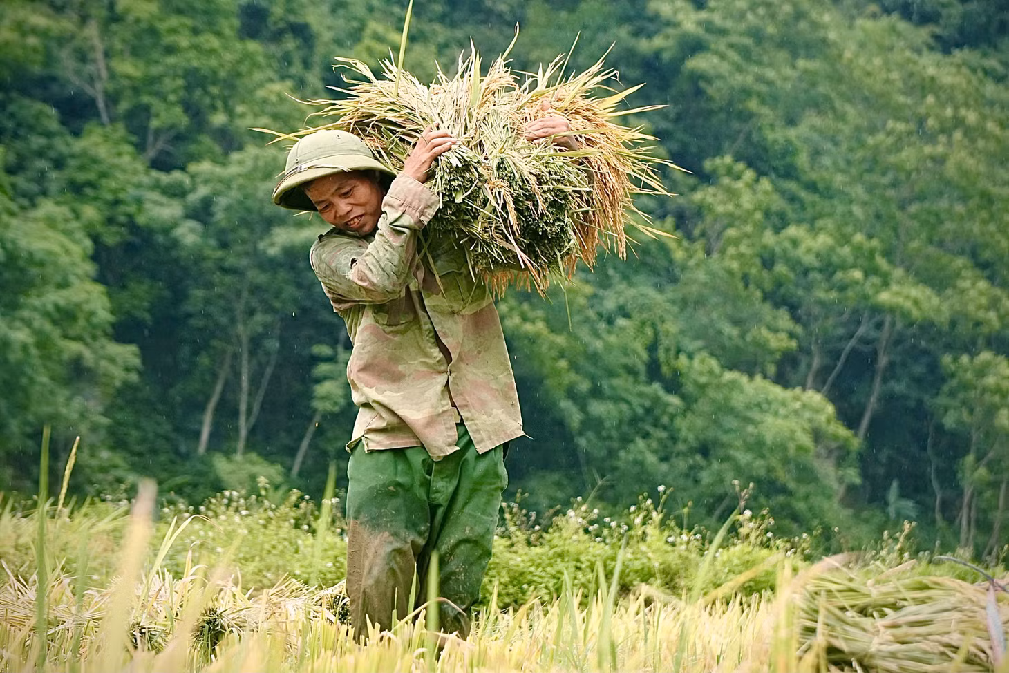 Đến với Pù Luông những ngày này, du khách không chỉ đắm chìm vào phong cảnh thiên nhiên đẹp hút hồn mà còn được trải nghiệm cùng người dân nơi đây gặt lúa trên những cung ruộng bậc thang.