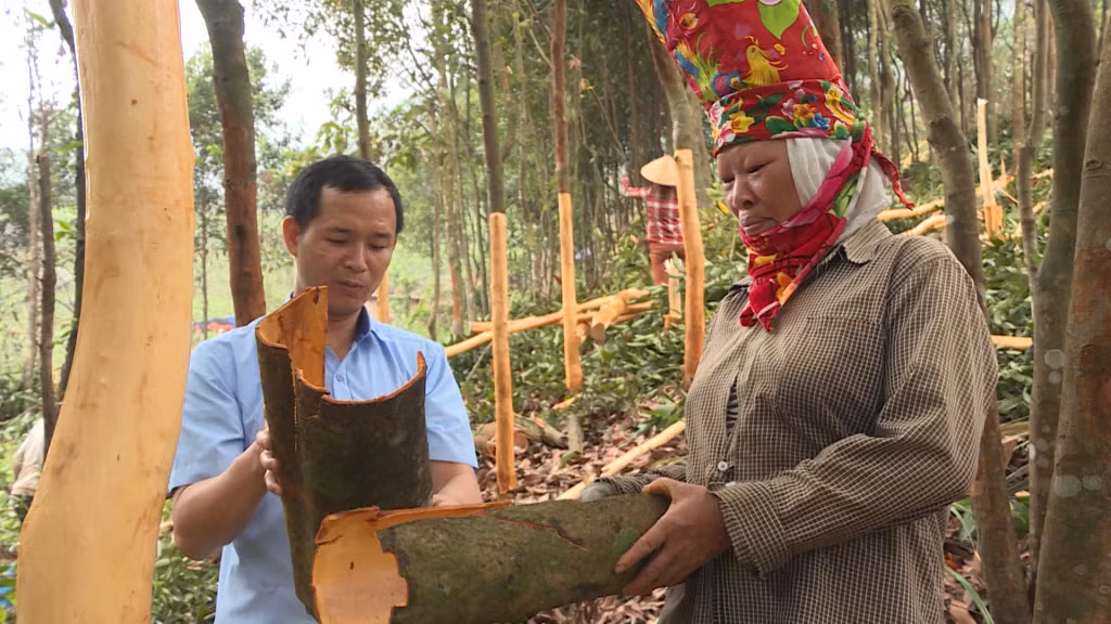 Lỷ A Lồng, Đảng ủy viên, Chỉ huy trưởng quân sự xã Quảng Lâm, phụ trách bản Siệc Lống Mìn hướng dẫn người dân trong thôn thu hoạch quế.