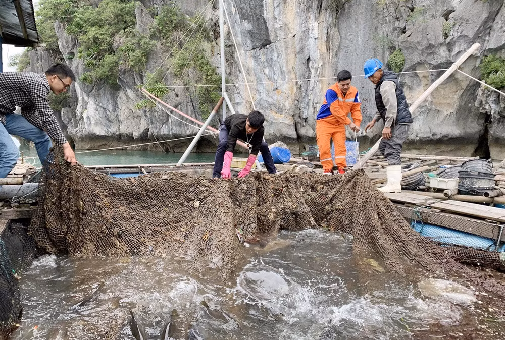 Thu hoạch cá song nuôi tại thị trấn Cái Rồng, huyện Vân Đồn. Ảnh: Thanh Tùng.