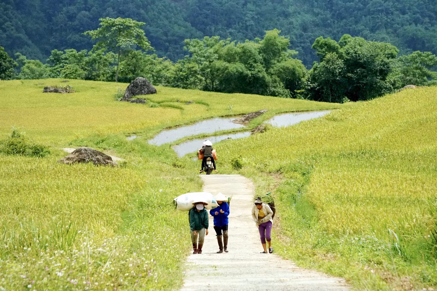Do đặc thù của ruộng bậc thang nên bà con chủ yếu thu hoạch mùa bằng phương pháp thủ công, đây là nét đẹp lao động truyền thống. Không khó để bắt gặp hình ảnh những người phụ nữ gùi lúa về nhà.