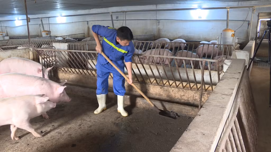Các chuồng trại chăn nuôi thường xuyên được nhân viên Công ty CP Thiên Thuận Tường vệ sinh.