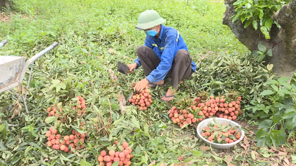 Anh Bùi Văn Thủy, thôn Quán Vuông, xã Bình Khê, TX Đông Triều, thu hoạch vải VietGAP để bán lẻ.