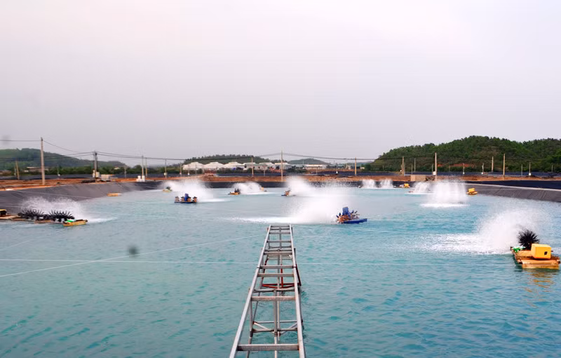 Đầm nuôi tôm ứng dụng thiết bị công nghệ tại Đầm Hà của Tập đoàn BIM. Ảnh: Việt Hoa