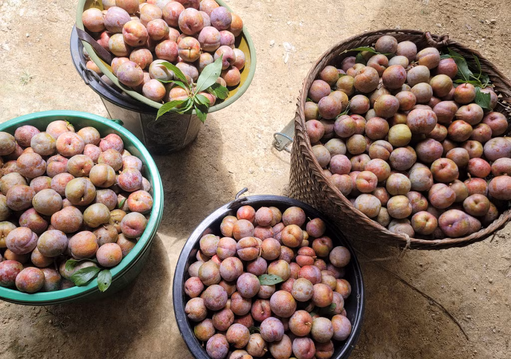 Thung lũng mận tam hoa ở Nghệ An vào vụ ảnh 4