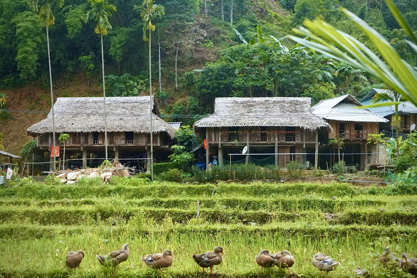 Một khung cảnh yên bình tại bản Kho Mường (xã Thành Sơn, huyện Bá Thước). Những năm qua, ngoài các khu nghỉ dưỡng cao cấp và homestay ở xã Thành Lâm thì bản du lịch cộng đồng Kho Mường cũng đang thu hút đông đảo khách du lịch.