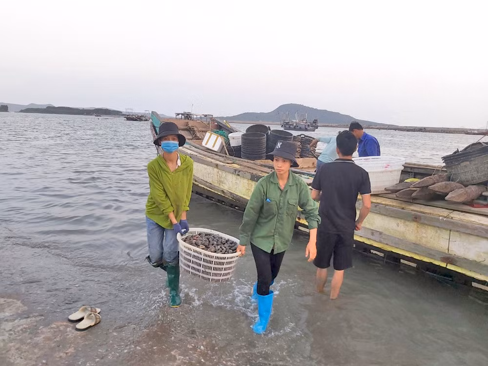 Người dân Hải Hà vận chuyển ngao nuôi đi tiêu thụ.