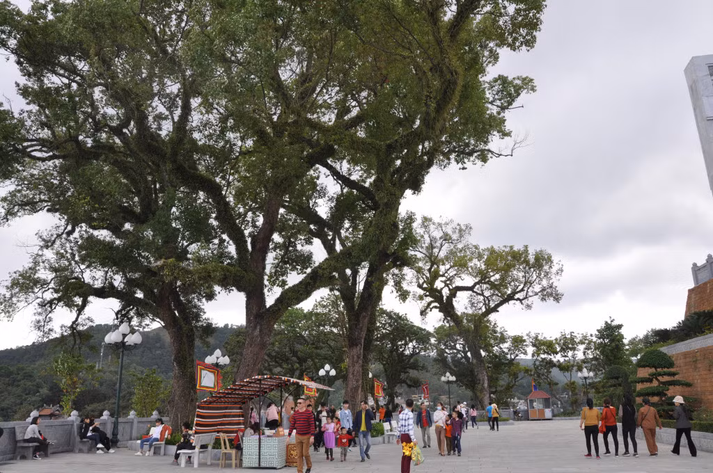 Nhiều cây lâu niên như nhãn, long não... được gìn giữ, tạo cảnh quan đẹp cho khu di tích đền Cửa Ông (Cẩm Phả).