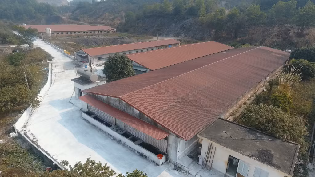 Khu vực chăn nuôi lợn theo hướng an toàn sinh học của Công ty CP Thiên Thuận Tường (TP Cẩm Phả).