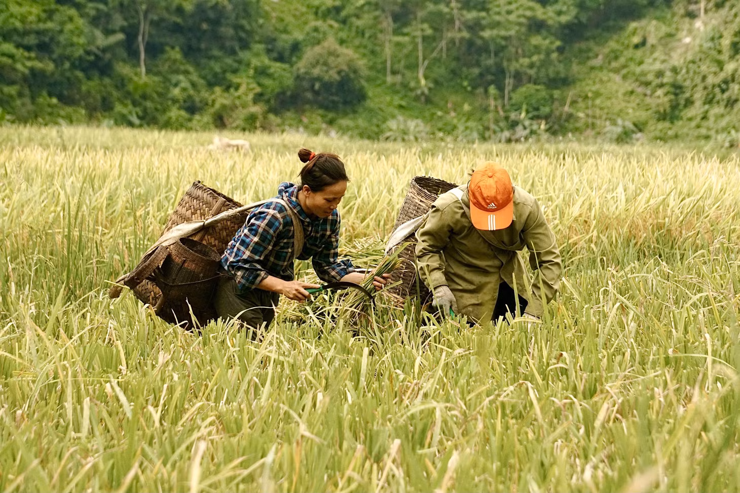 Những ngày giữa tháng 6, đồng bào dân tộc Thái nơi đây đang khẩn trương thu hoạch lúa chín.