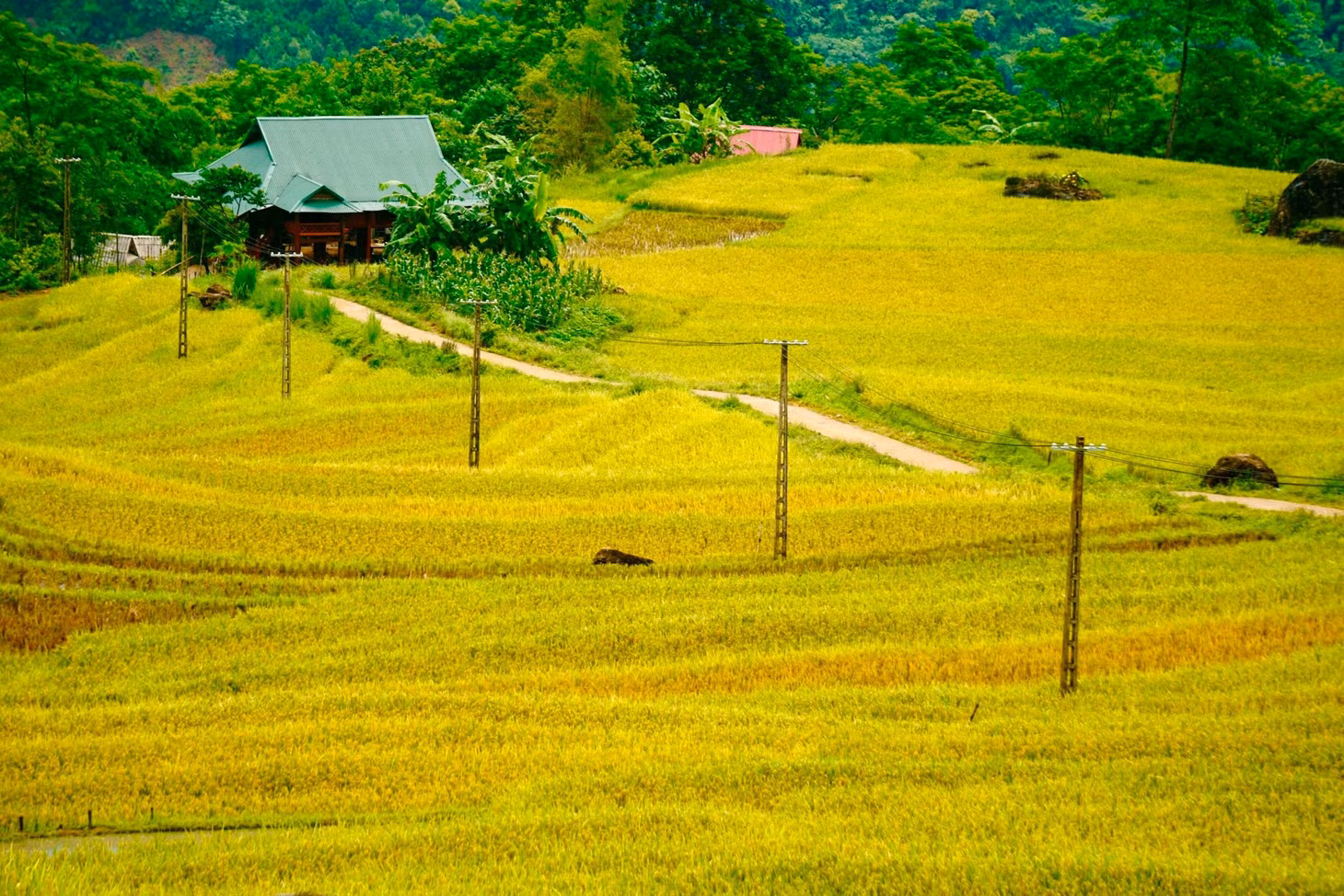 Những ngày này, đi dọc các cung đường bên những thửa ruộng bậc thang tại xã Thành Sơn và Thành Lâm (huyện Bá Thước), du khách sẽ bị "hút hồn" bởi vẻ đẹp của mùa vàng lúa chín.