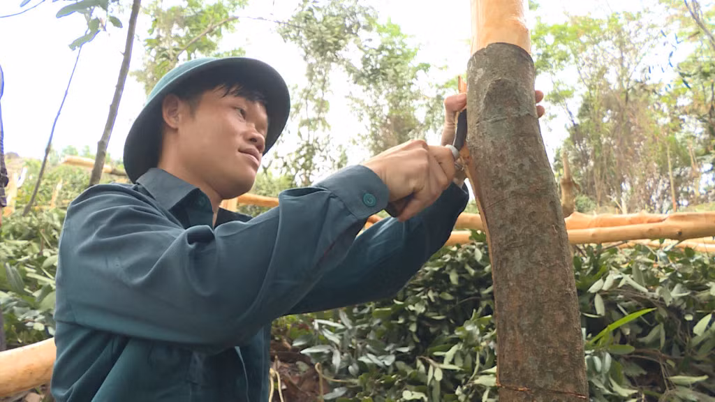 Chíu A Tài, bản Siềng Lống thu hoạch quế.