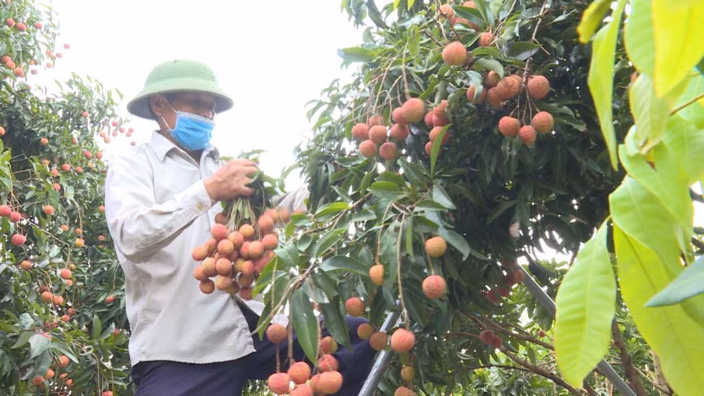 Vải thiều đã chín rộ nhưng thương lái đến thu mua rất ít do ảnh hưởng của dịch Covid-19