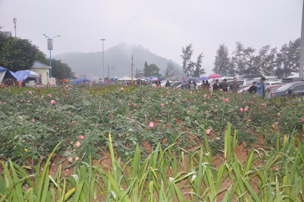 Hơn 9000 cây hoa hồng đã được trồng tạo cảnh quan tại khu di tích đền Cửa Ông cho đến nay.