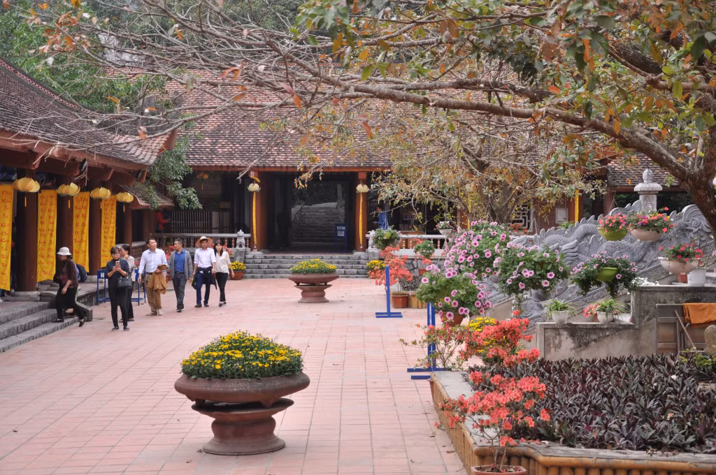 Đỗ quyên là một trong những loại cây bản địa được doanh nghiệp nhân giống trồng tại Yên Tử.
