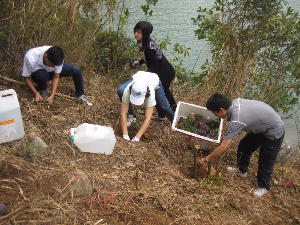 Bông mộc là loài thực vật quý, có hoa, quả đẹp được nhân giống trồng tại nhiều điểm du lịch trên Vịnh Hạ Long. Ảnh do BQL Vịnh Hạ Long cung cấp