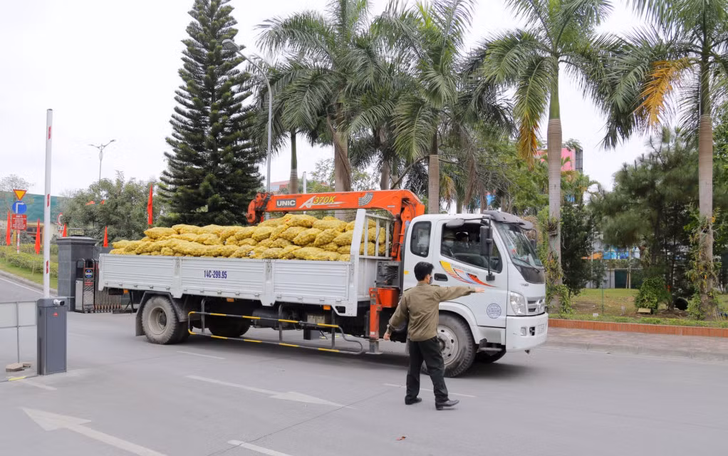 Khoai tây của nông dân TX Đông Triều được kết nối tiêu thụ tới các đơn vị ngành Than trên địa bàn tỉnh, đảm bảo đầu ra ổn định.