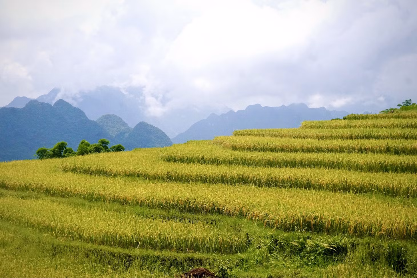 Cách thành phố Thanh Hóa khoảng 130km về phía Tây, Khu bảo tồn thiên nhiên Pù Luông nằm trên địa bàn hai huyện Quan Hóa và Bá Thước của tỉnh Thanh Hóa. Với địa hình vùng núi cao, nơi đây có khí hậu mát mẻ quanh năm.