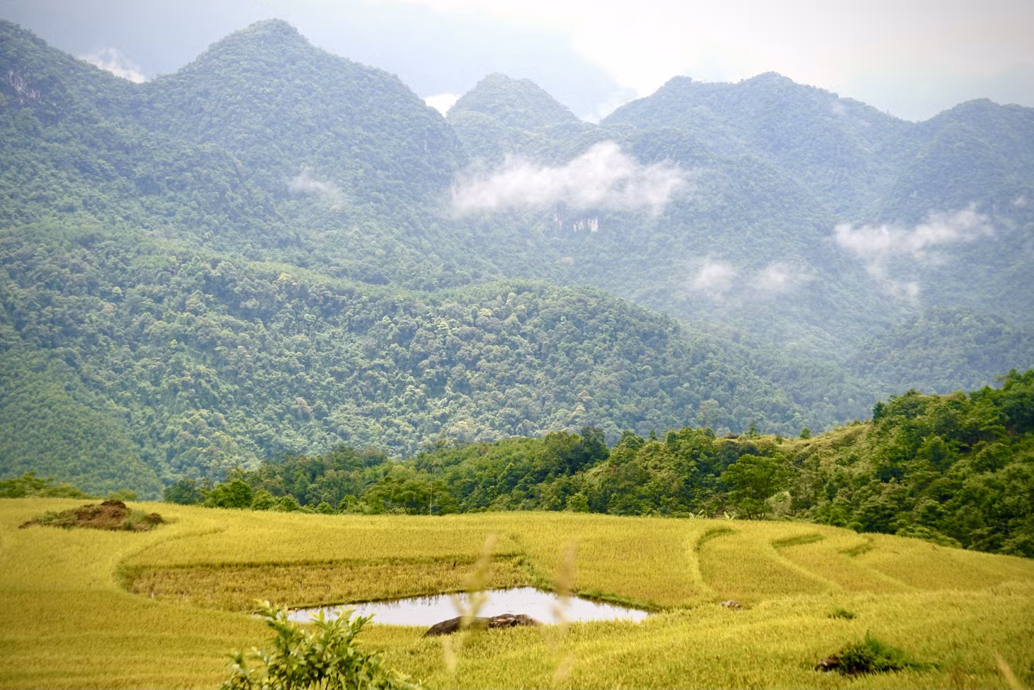 Màu vàng của lúa chín như nổi bật hơn trên nền xanh của núi rừng và được điểm tô thêm bởi những áng mây, tạo nên một bức tranh phong cảnh đẹp, yên bình.